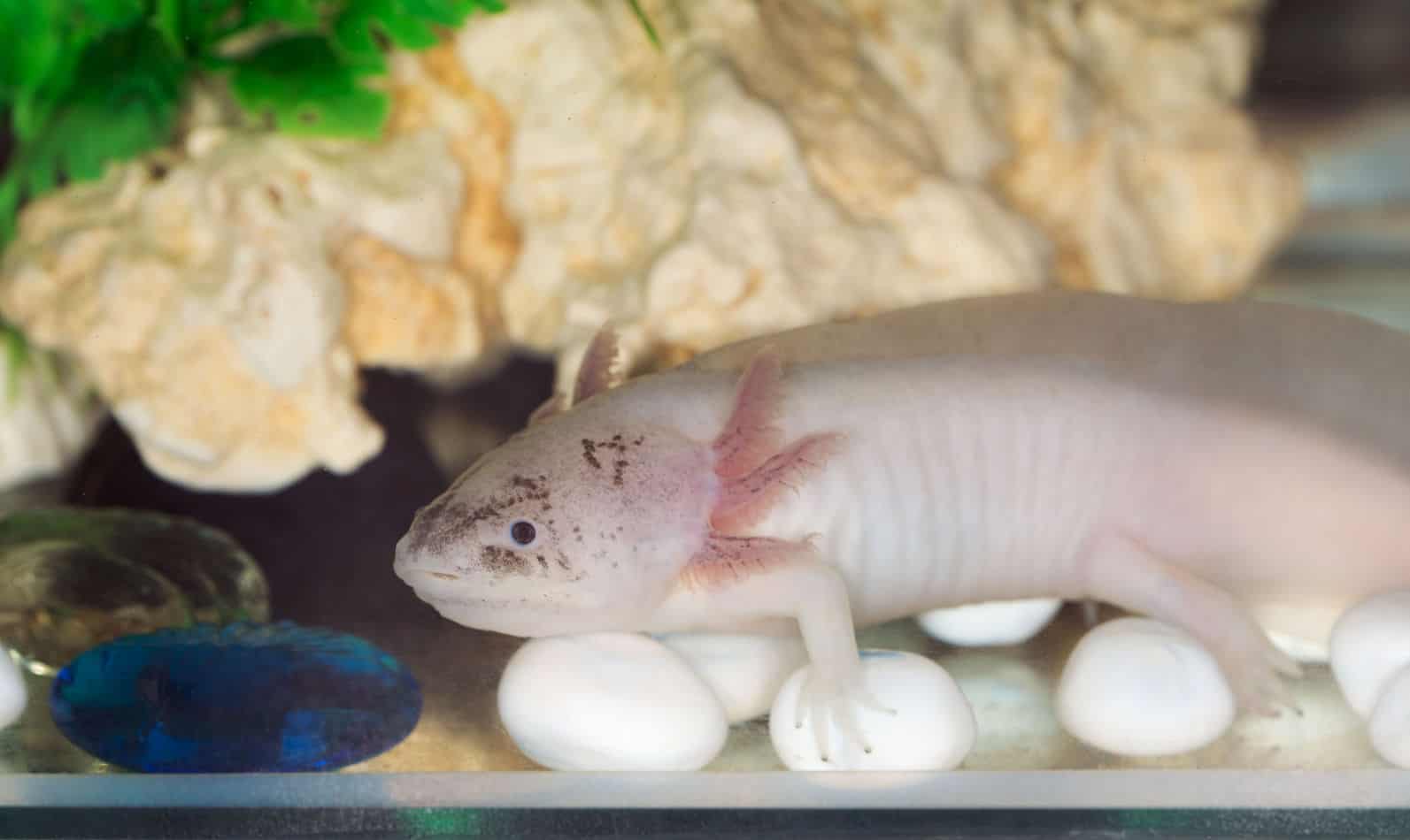 axolotl and fish together
