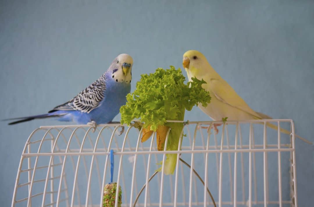 How to Care for Parakeets: A Complete Guide With All You Need to Know ...