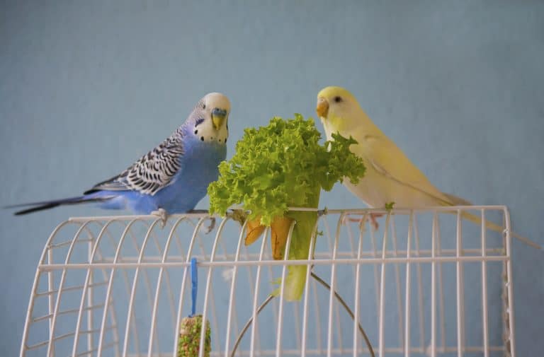 Can Parakeets Eat Strawberries?
