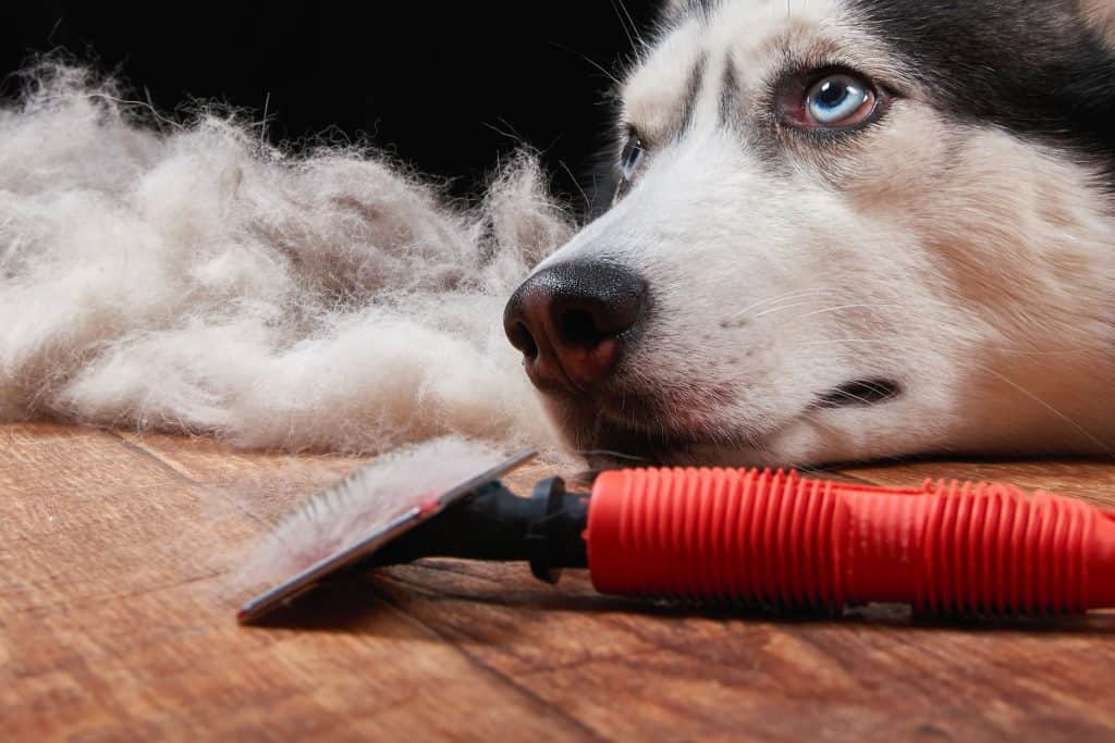 husky shed