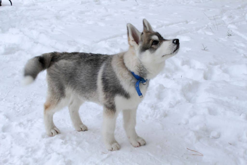 what is the coldest temperature a siberian husky can withstand