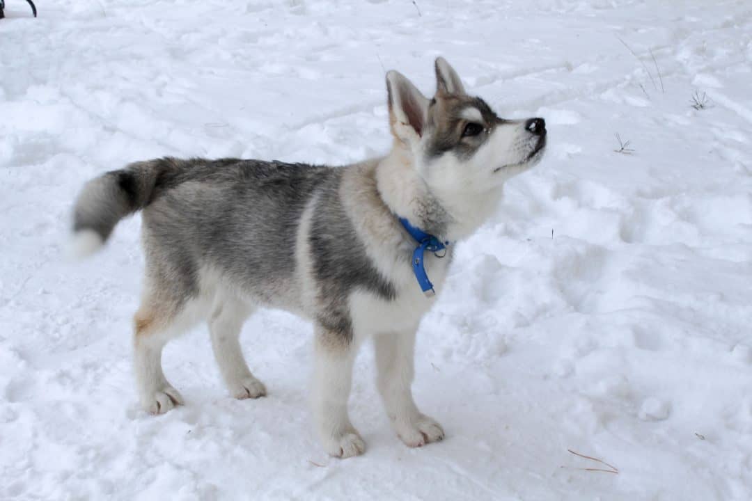 Can Huskies Stay Outside in the Cold? Embora Pets
