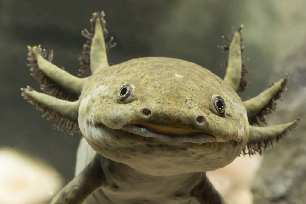 is a mudpuppy the same as an axolotl