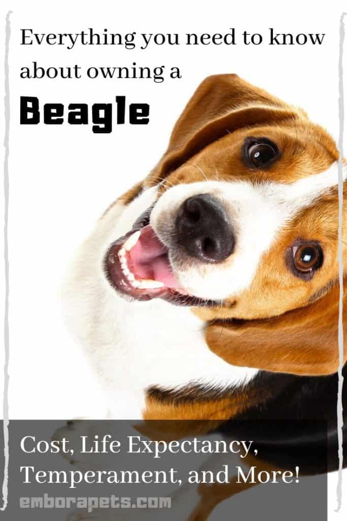 Text placeholder 25 Beagles as Pets: Cost, Life Expectancy, and Temperament