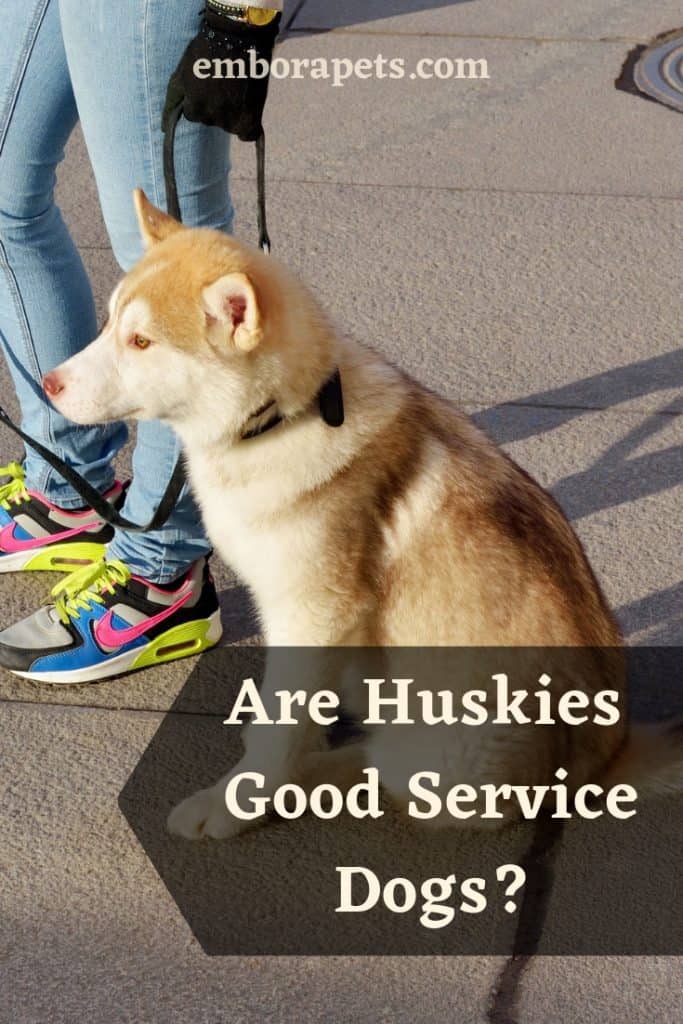 Text placeholder 3 Are Huskies Good Service Dogs?