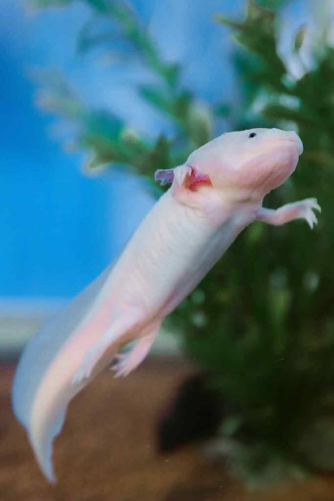 Axolotl as pets