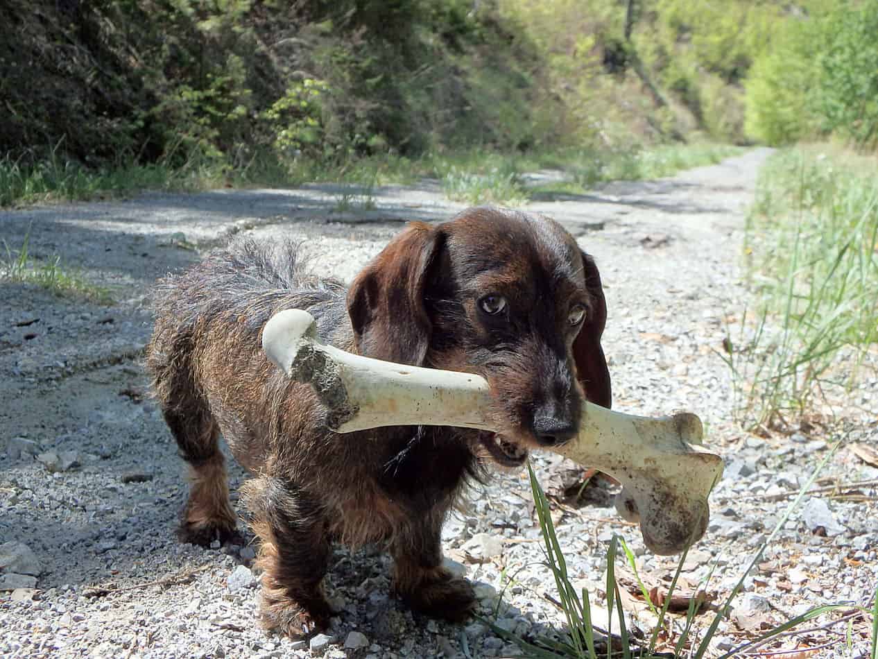 What Do Dachshunds Eat? The Ultimate Guide! Embora Pets