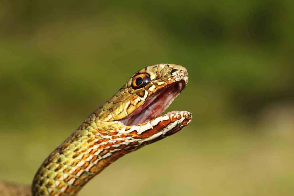 portrait of angry eastern montpellier snake ( Malpolon insignitus ), animal ready to bite
