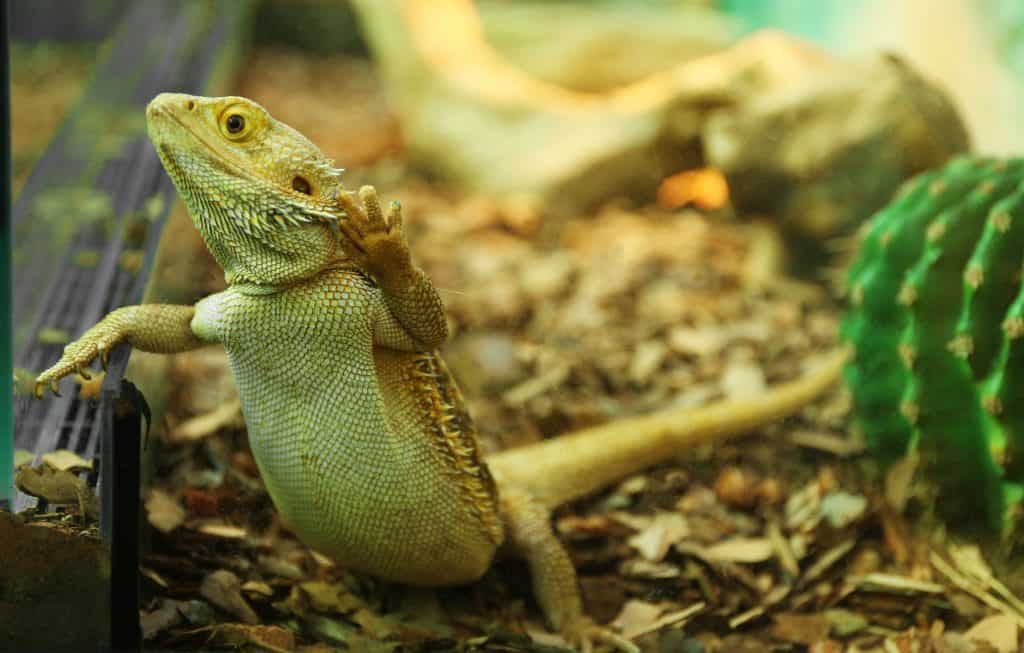 103227041 m Bearded Dragons as Pets: Dangers, Cost to Buy One, and Ease of Care