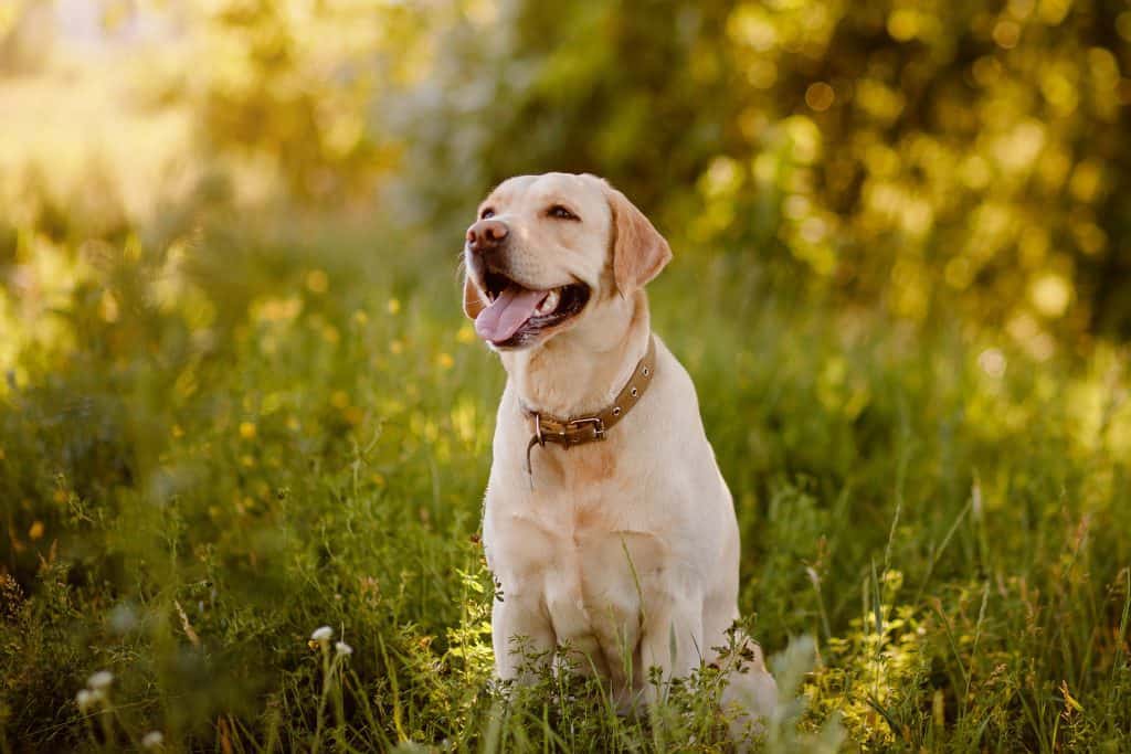 dachshund golden lab mix