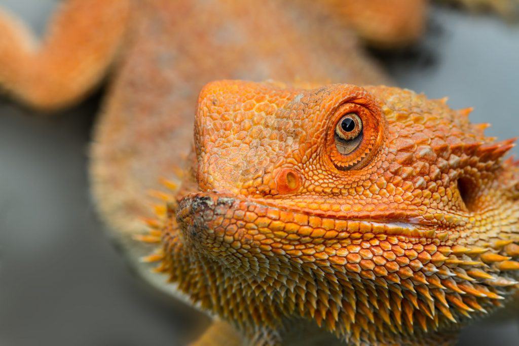 104430695 m Bearded Dragons as Pets: Dangers, Cost to Buy One, and Ease of Care