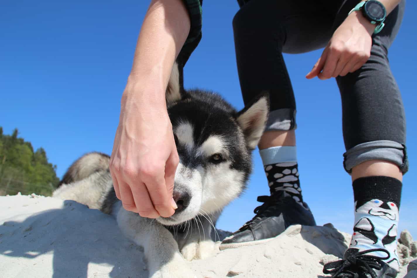 How to Get Huskies to Calm Down (Answered!) Embora Pets