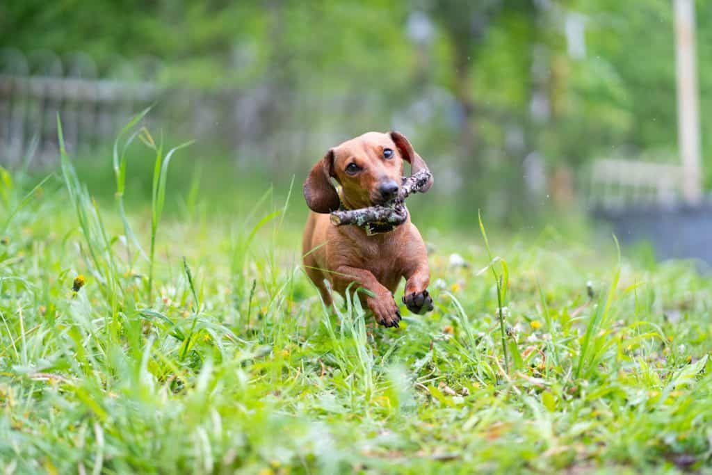 104984293 m How High Can Dachshunds Jump?