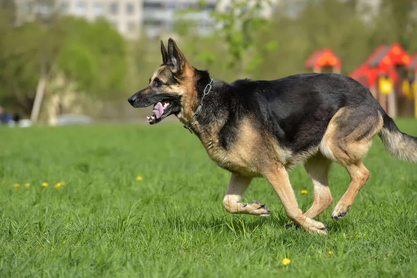 german shepherd puppy running