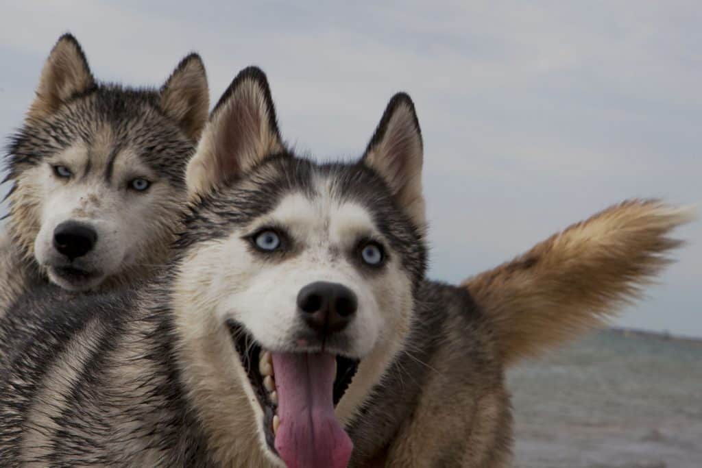 siberian husky apartment