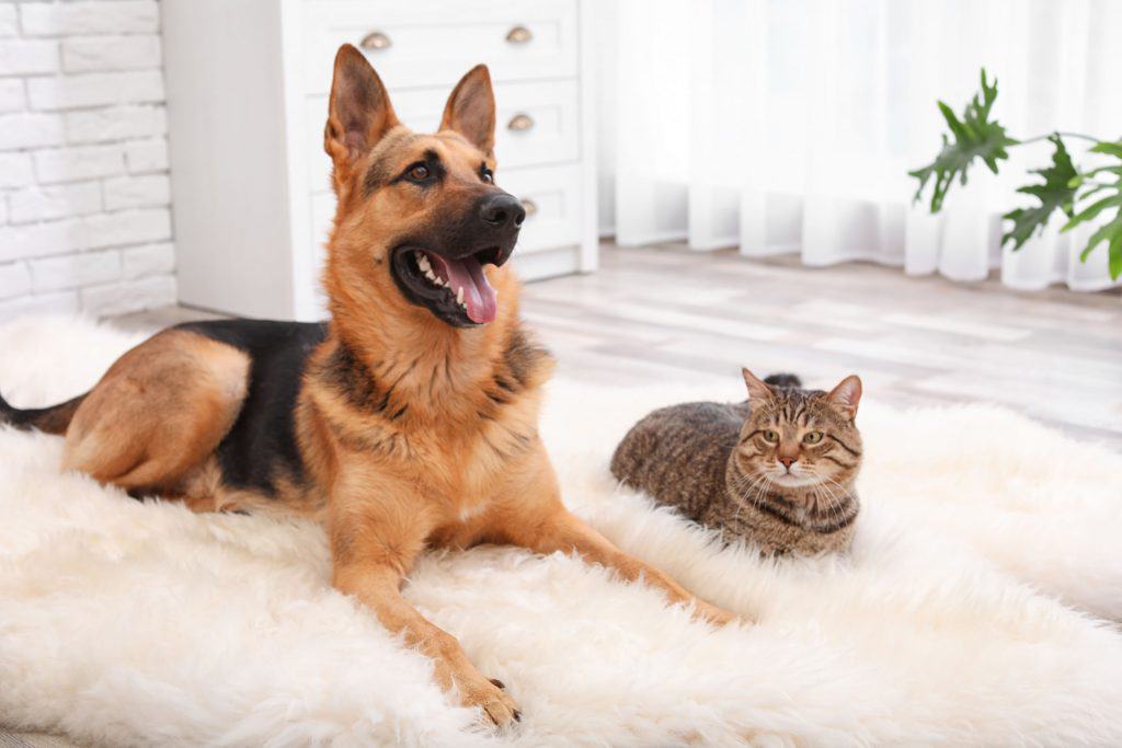 are german shepherds rivals to cats