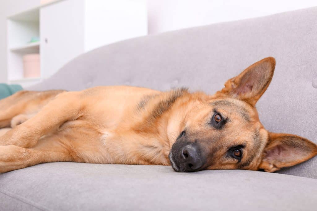 Can German Shepherds Live In Apartments A Complete Guide Embora Pets