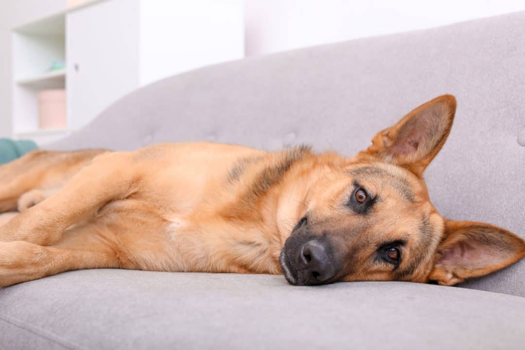 Can German Shepherds Live in Apartments? A Complete Guide Embora Pets
