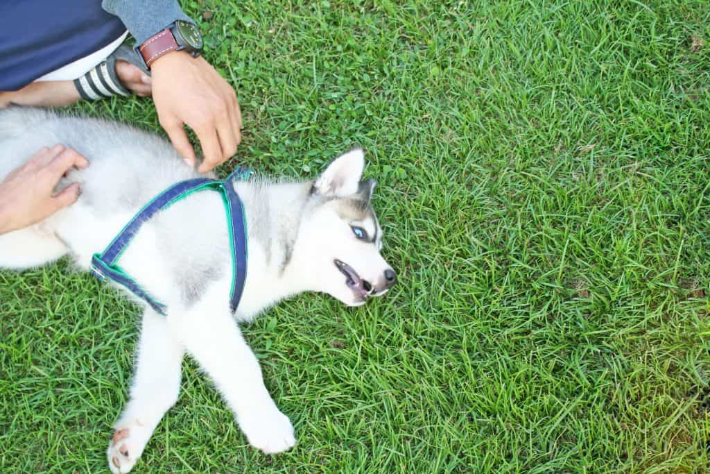 husky puppy teething and biting 