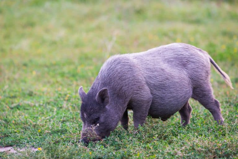 Pot Bellied Pigs as Pets: If They are Good Pets and How Long They Live