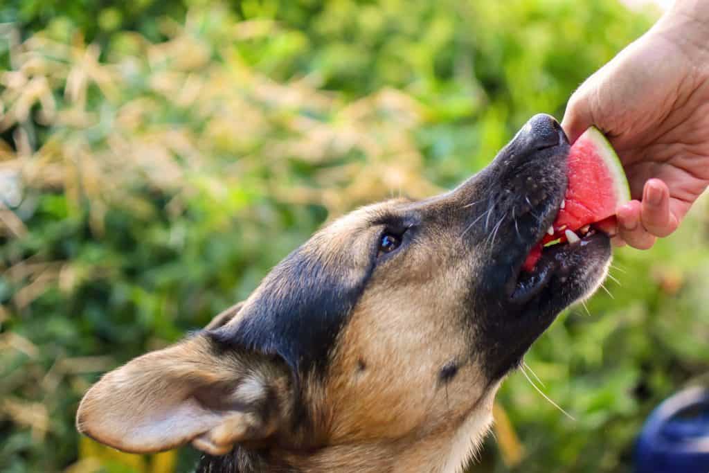 The Ultimate Guide to What German Shepherds Can (And Can't) Eat
