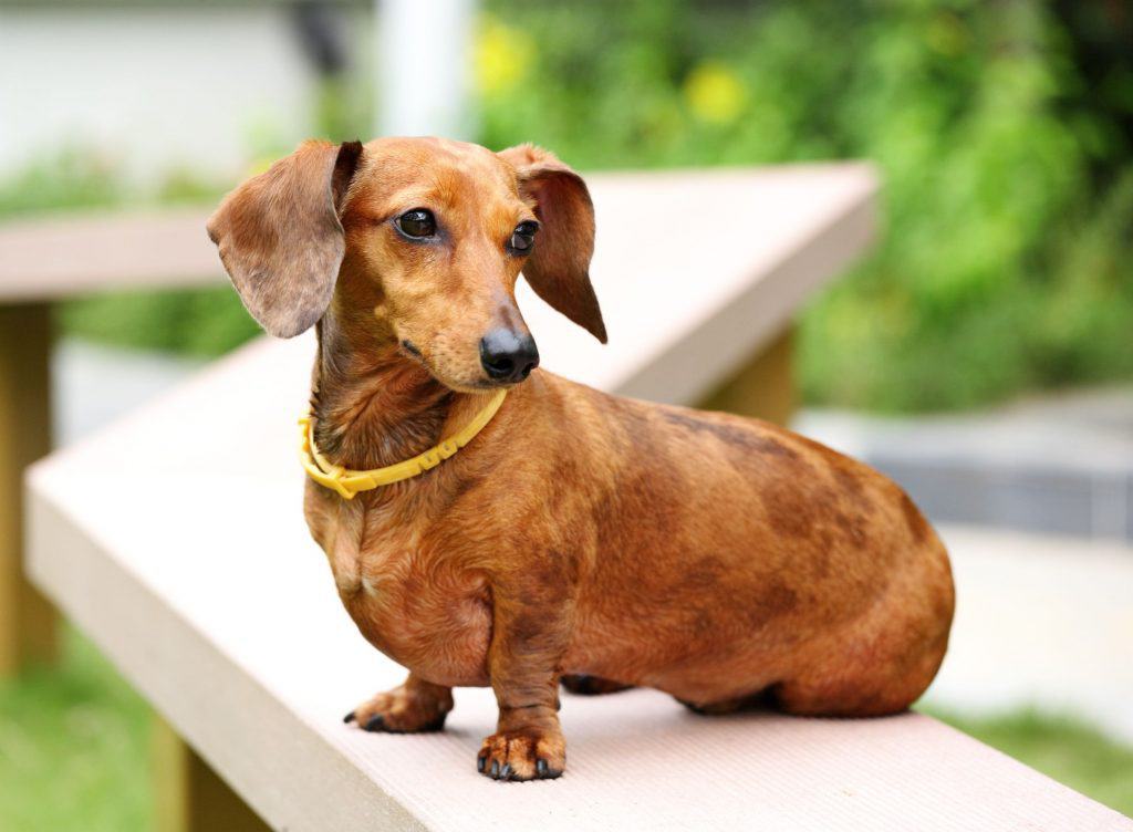 Yellow Lab Dachshund Mix