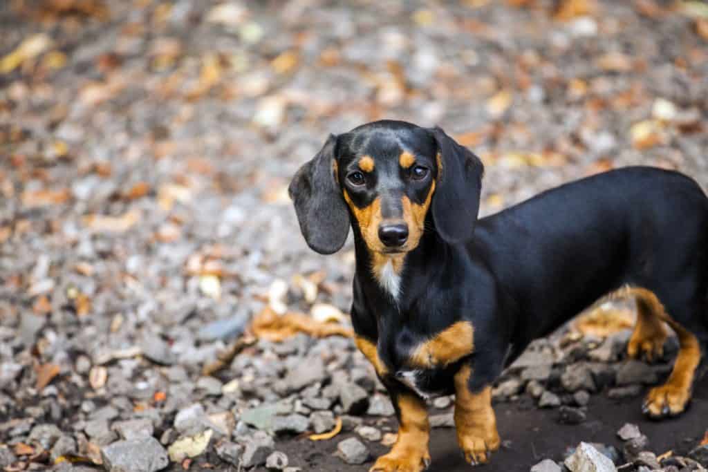 do mini dachshunds bark a lot