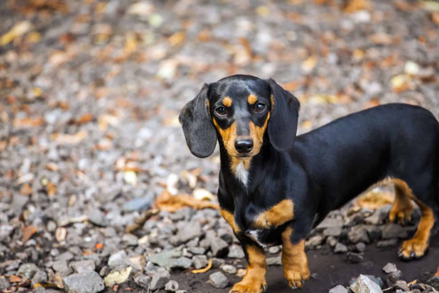 What are Dachshunds Bred For? - Embora Pets