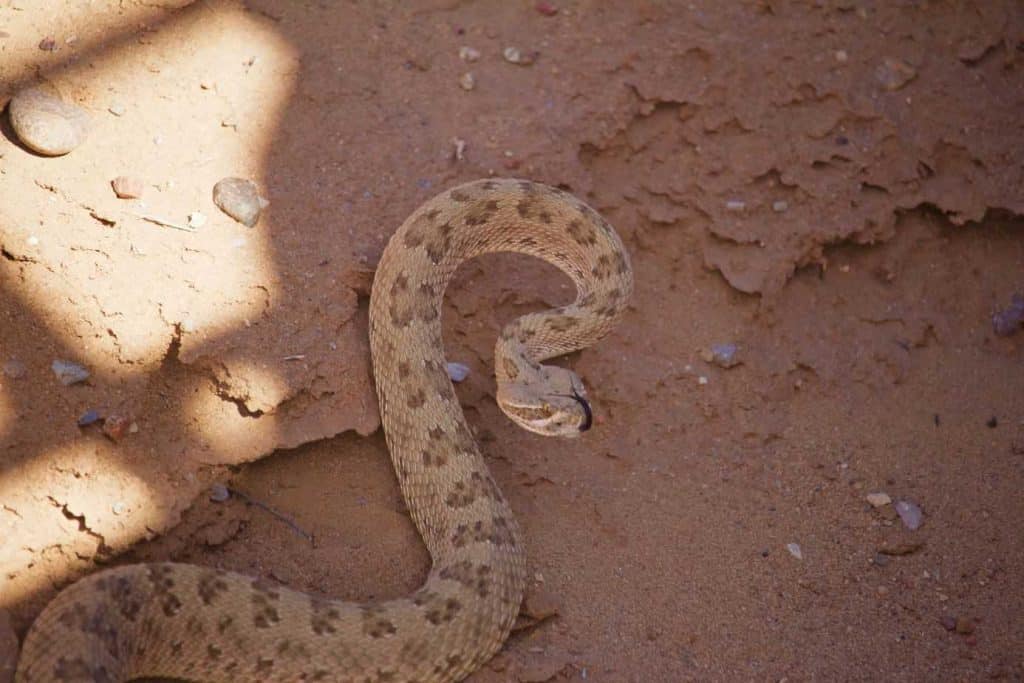 Semi Coiled Rattle Snake Alert on Sand, Tongue Out