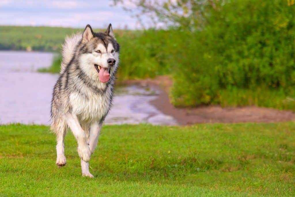 siberian husky running