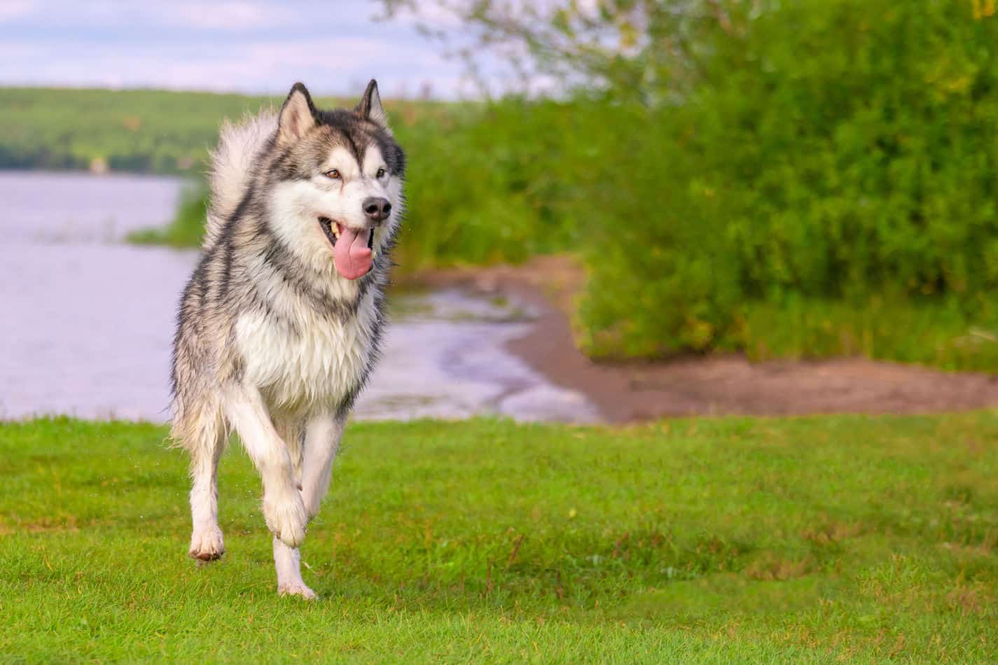Can Huskies Run Long Distances? Embora Pets