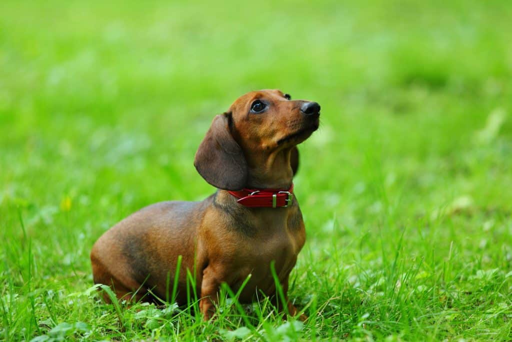 10940548 m Why do Dachsunds cry?