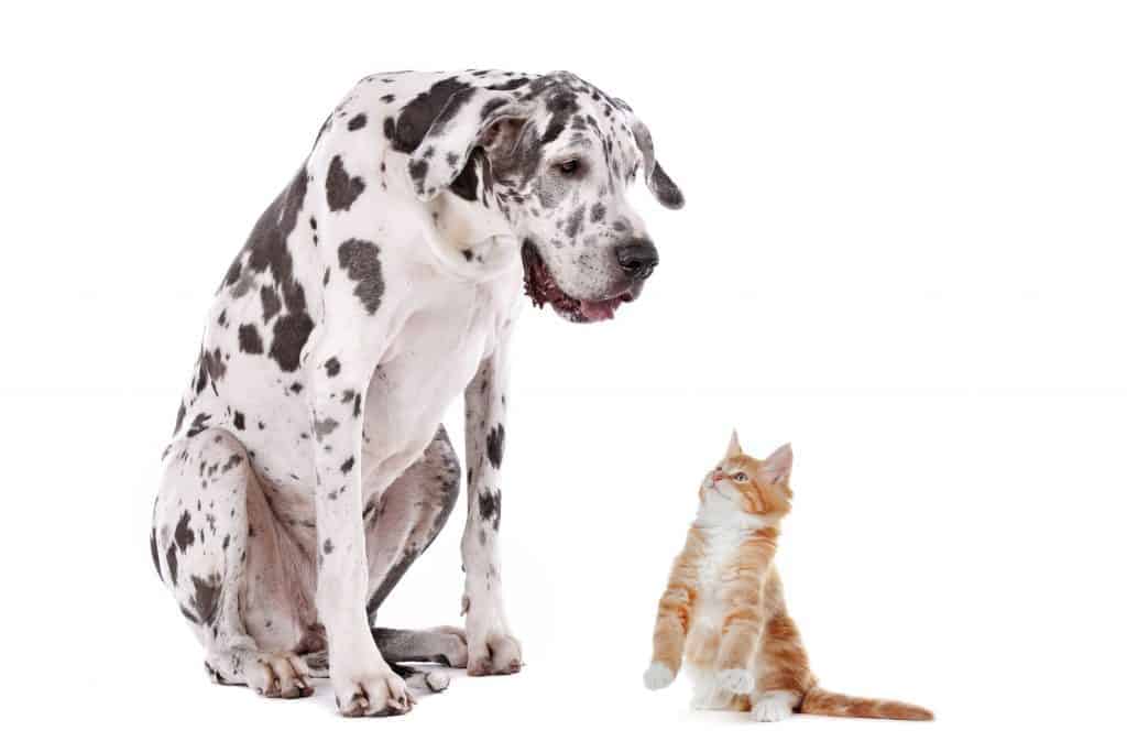 Do Great Danes Get Along With Cats?