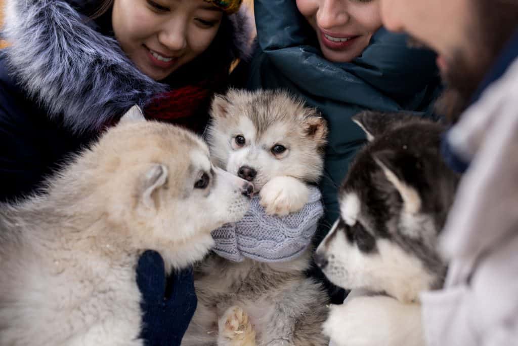 110025659 m How to Find a Husky to Buy