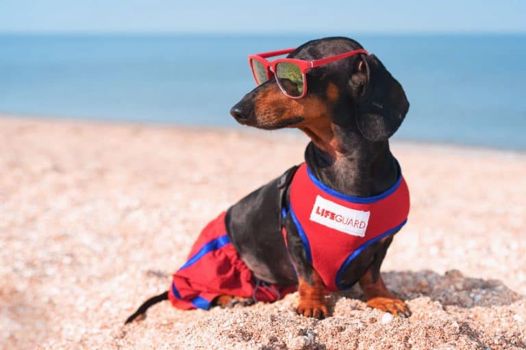 Can Dachshunds Stay Outside in the Heat? (A True HOT Dog?)