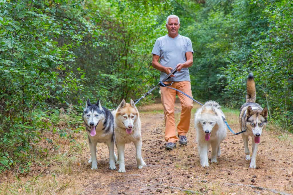 110477971 m Husky Temperament: What's it Like Owning One?