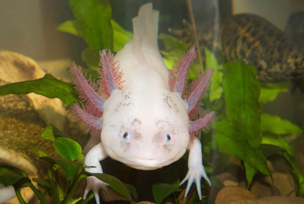 110572459 m Mudkip and Wooper Pokemon Are Based on the Axolotl