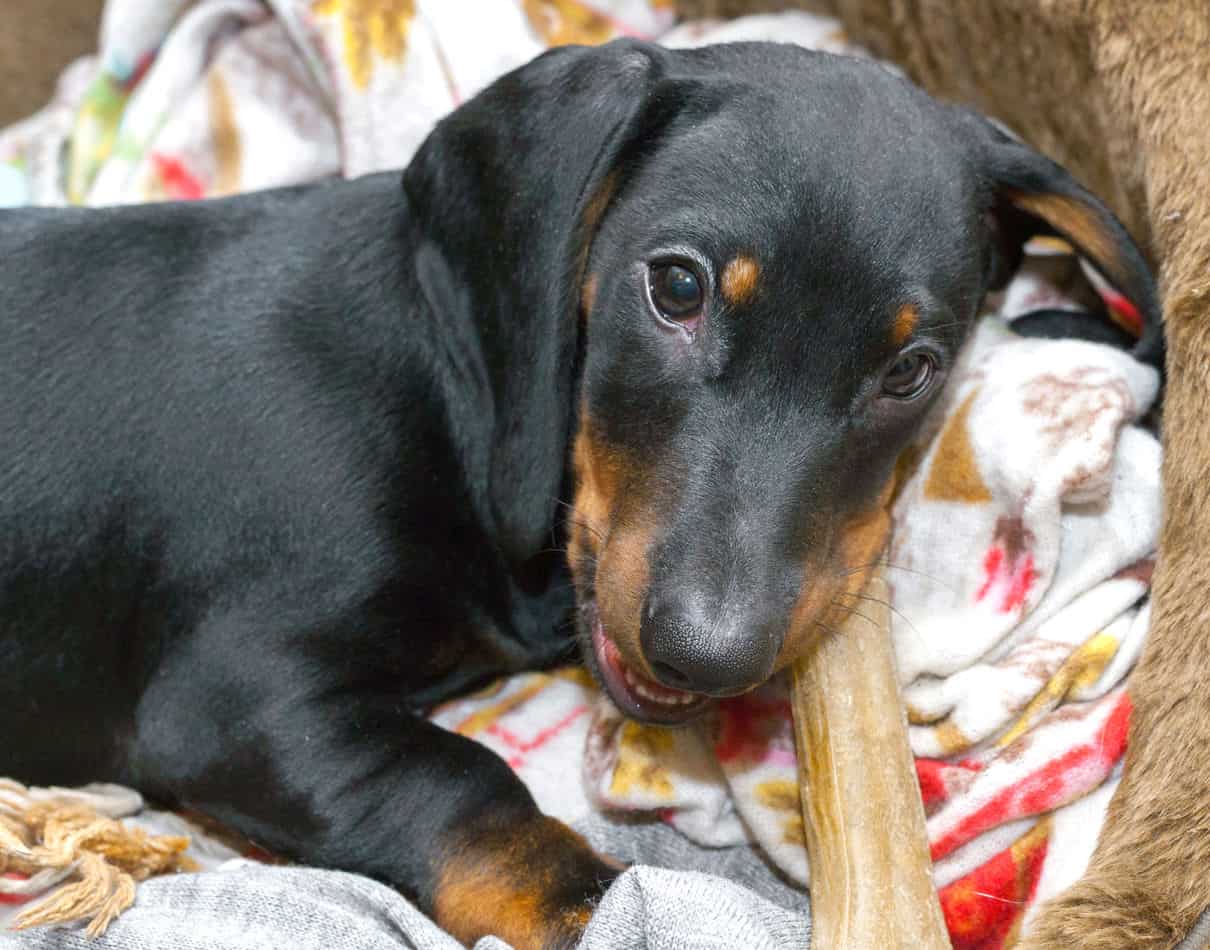 Can Dachshunds Chew on Bones? Embora Pets