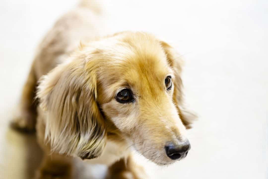 Dachshund Retriever Mix: A Complete Guide - Embora Pets