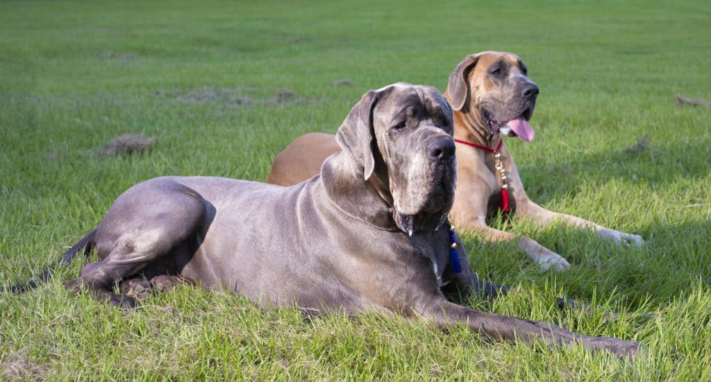 Great dane running store speed