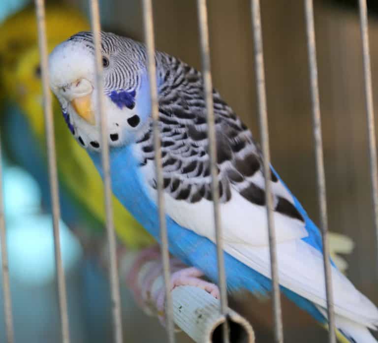 Petco Parakeets: 9 Things They Won’t Tell You In-Store