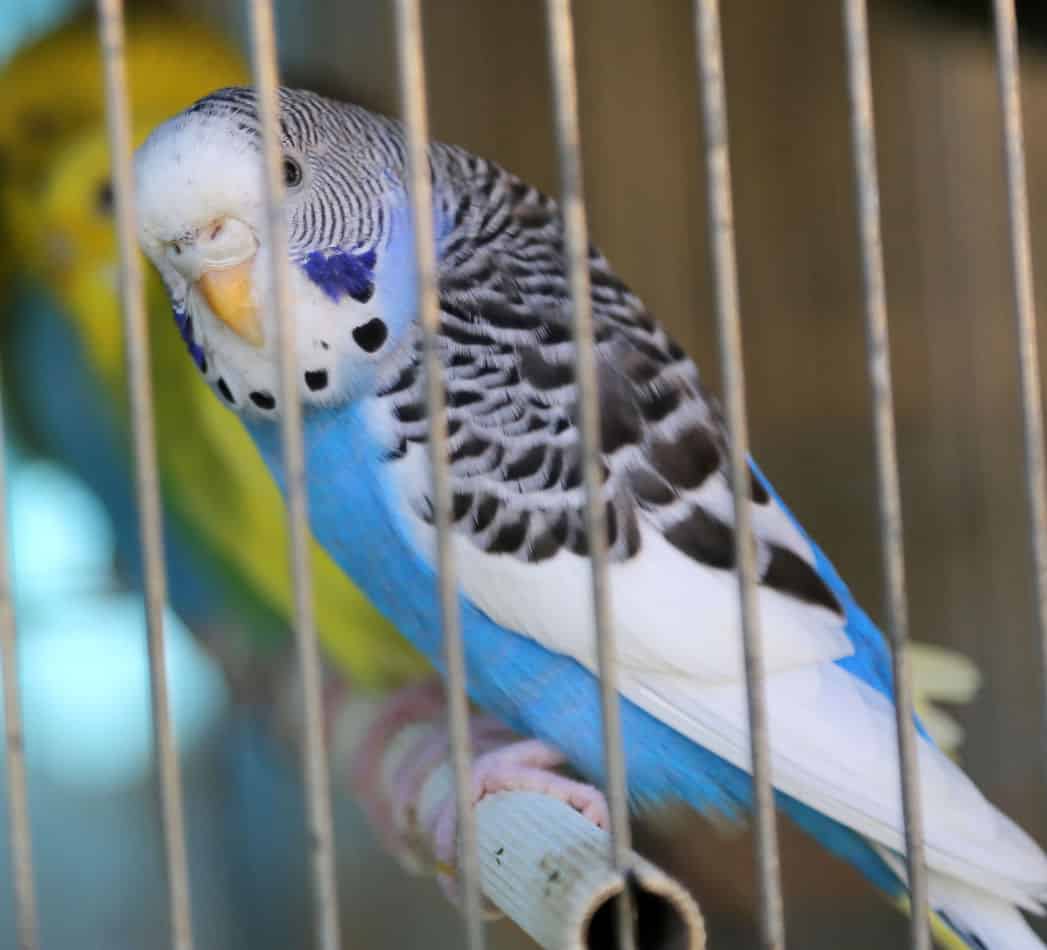 white parakeet for sale