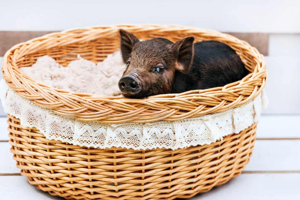 113435863 m Pot Bellied Pigs as Pets: If They are Good Pets and How Long They Live