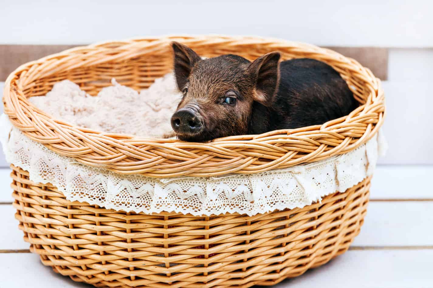 Pot Bellied Pigs as Pets If They are Good Pets and How Long They Live