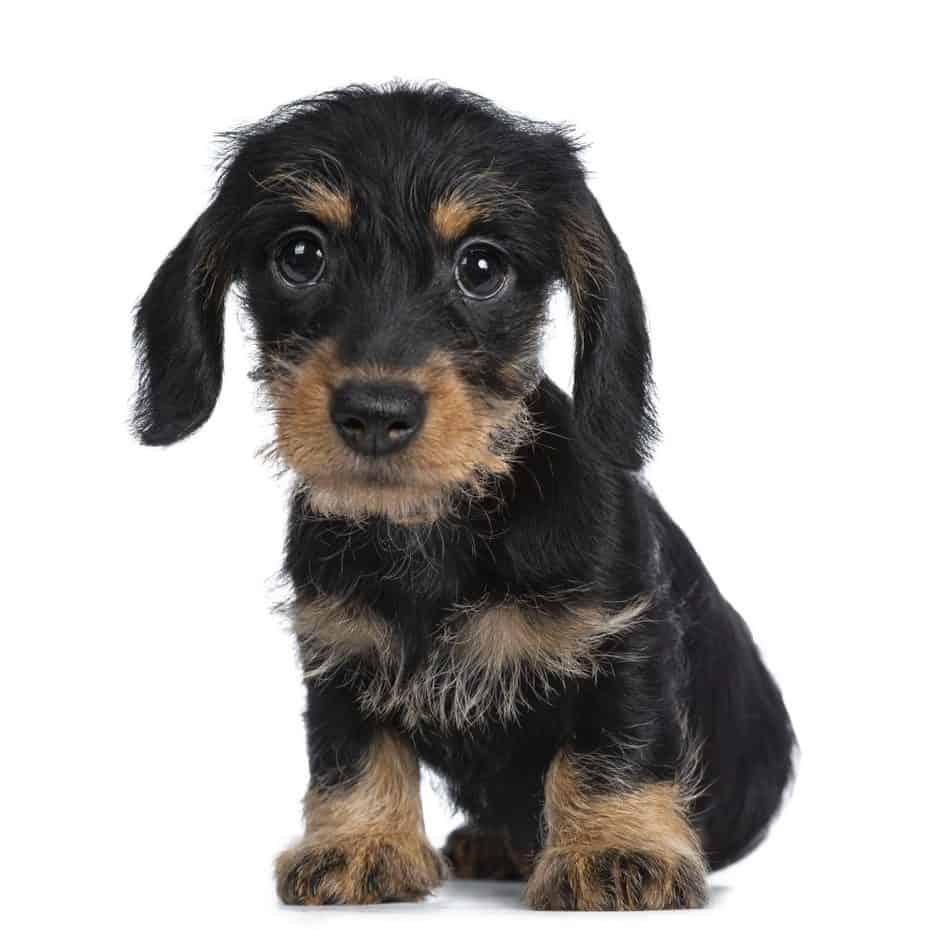 113738288 m Mini Dachshunds: Everything You Could Want To Know