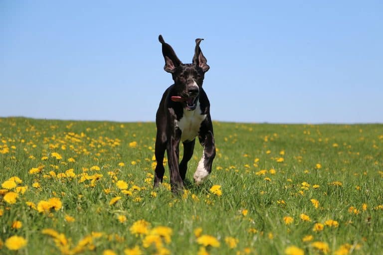 Great Danes, Can They Run Long Distances?