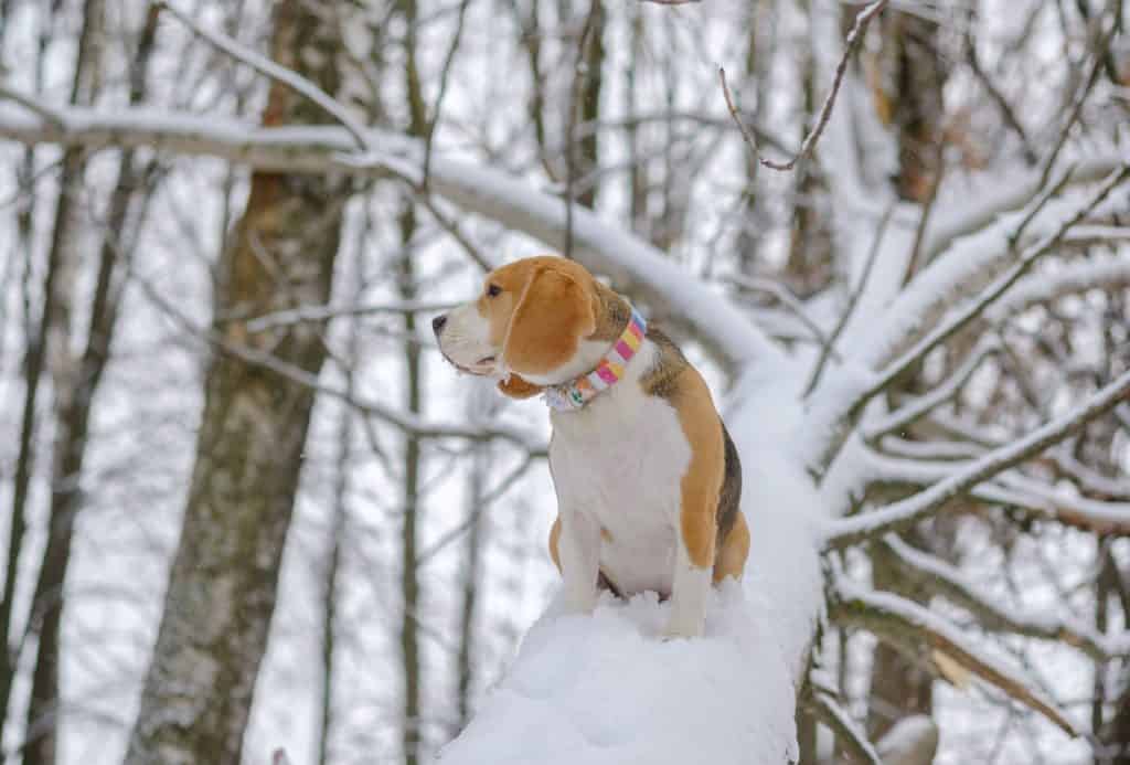 114356021 m Can Beagles Stay Outside in the Cold?