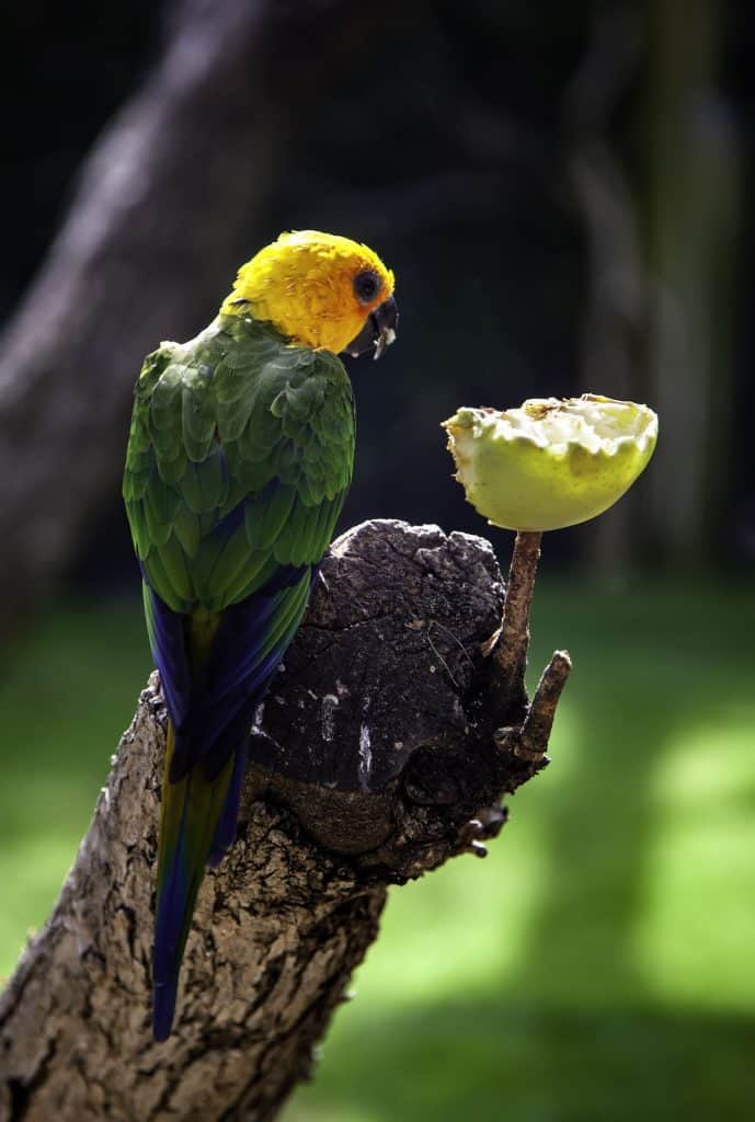 114522147 m Can Parakeets Eat Bananas?