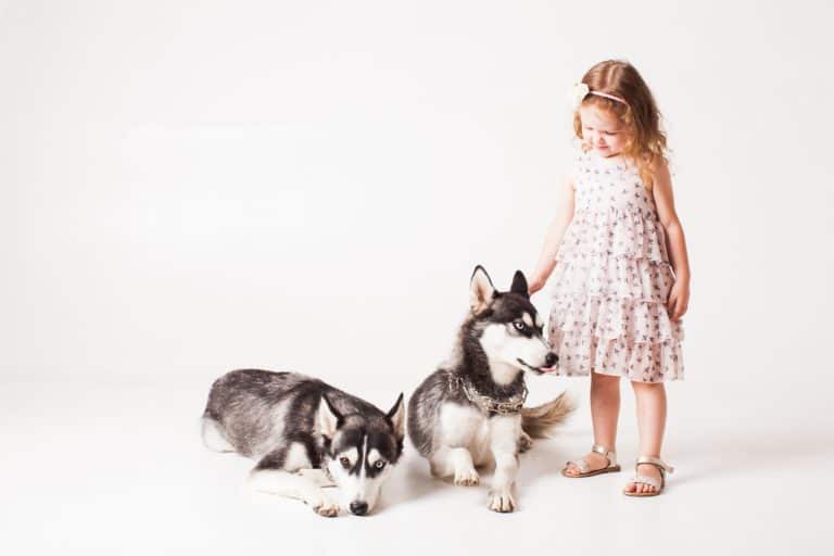 Are Huskies Hypoallergenic? Tips for Families with Allergies