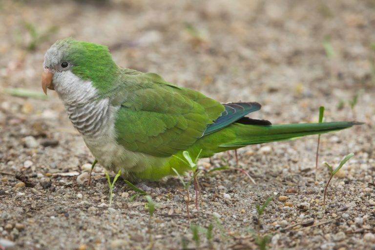 Monk Parakeets as Pets: Pictures, Cost to Buy, and Temperament Info